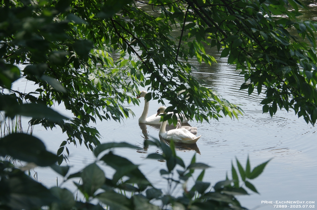 72889 - Kayaking on the Saint Lawrence, in the 1,000 Islands, near Ivy Lea Bridge